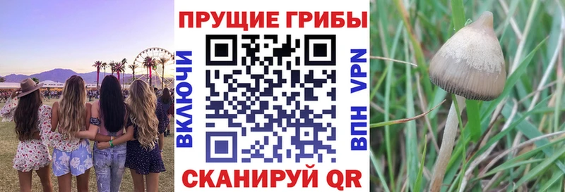 Псилоцибиновые грибы Cubensis  Купить закладки  Реж 